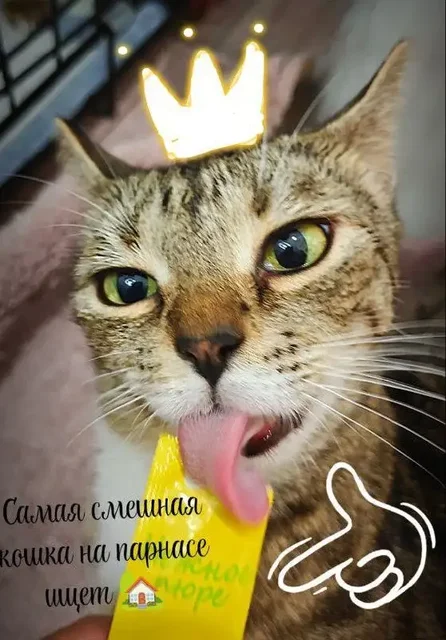Кошечка Рыбка ищет дом - частное объявление в Санкт-Петербург