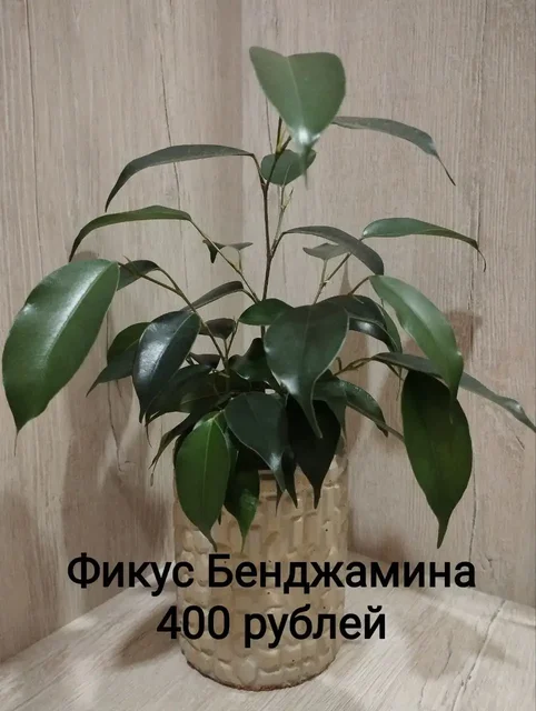 Шикарные фикусы - Электротранспорт в Санкт-Петербург