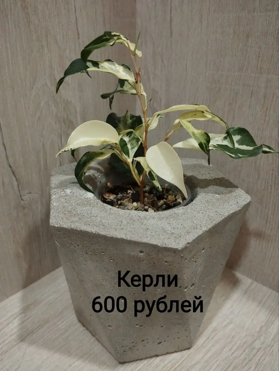 Сортовые фикусы - Барахолка в Санкт-Петербург