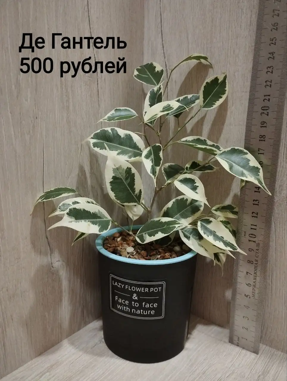 Сортовые фикусы - Барахолка в Санкт-Петербург