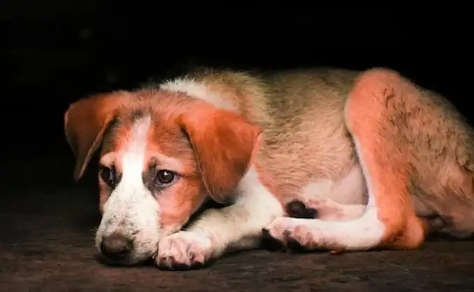 Бюро находок для животных в Телеграме - Бюро находок (Животные) в Калининград