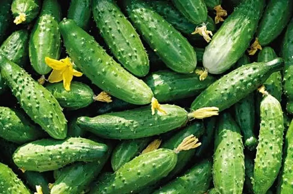 Доска объявлений по теме Сад, Огород, Подсобное хозяйство - Барахолка в Калининград