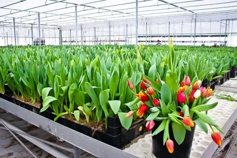 Требуются рабочие в тепличный комплекс - частное объявление в Калининград