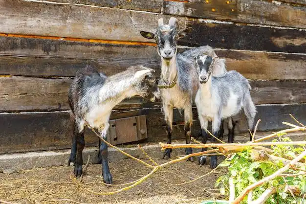 Продажа здоровых коз для разведения и молока