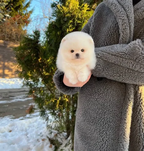 Щенок Померанского Шпица девочка 3 месяца - Животные в Уфа