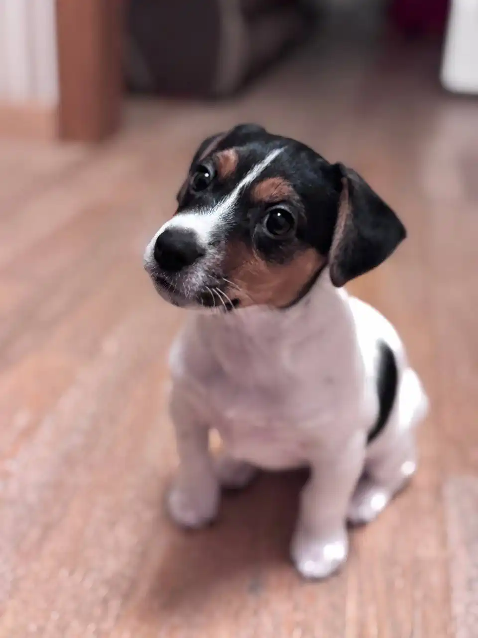 Щенок Джек Рассел терьер - Собаки (Животные) в Уфа