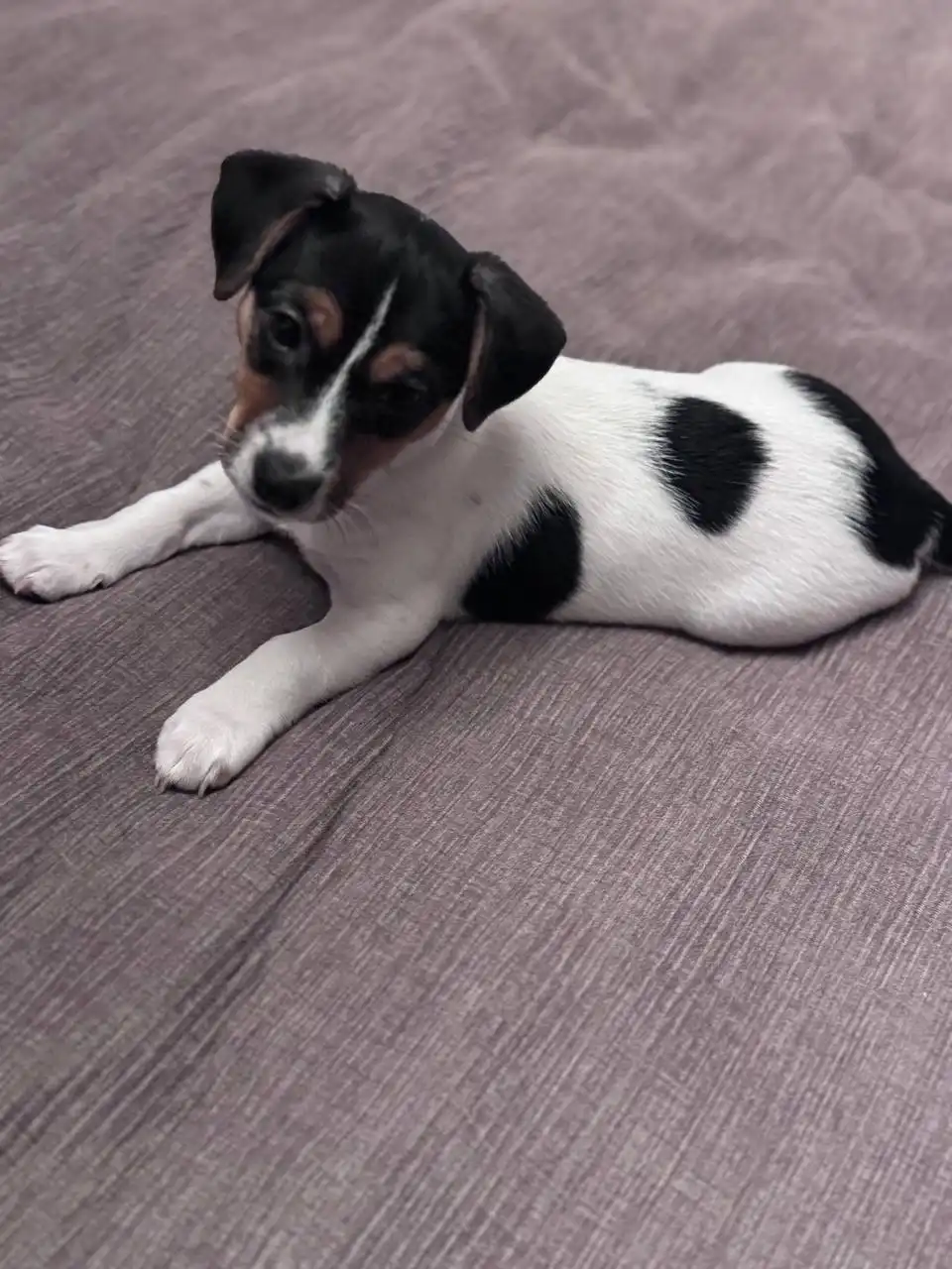 Щенок Джек Рассел терьер - Собаки (Животные) в Уфа