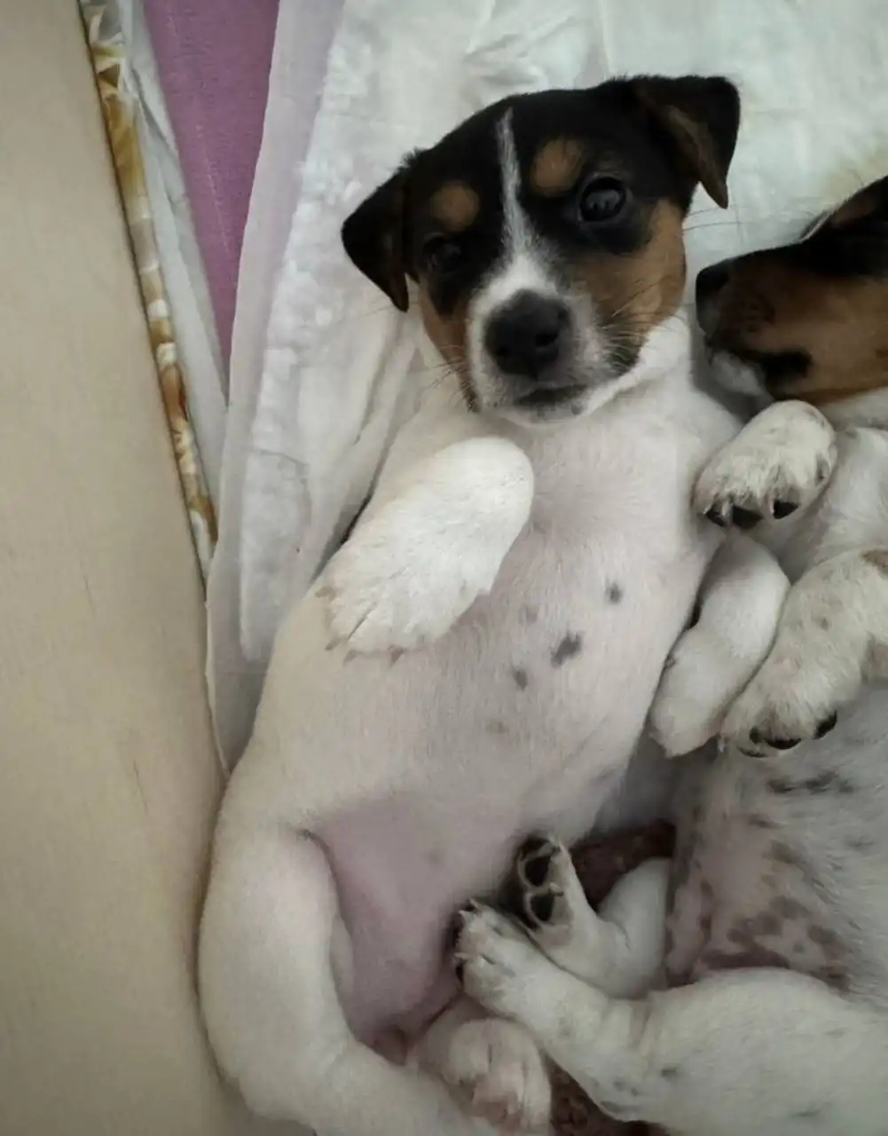 Щенок Джек Рассел терьер - Собаки (Животные) в Уфа