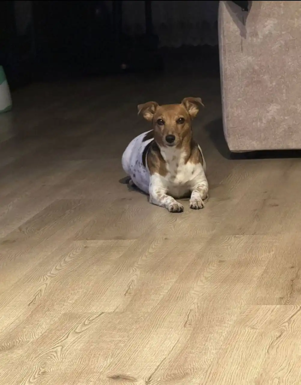 Щенок Джек Рассел терьер - Собаки (Животные) в Уфа