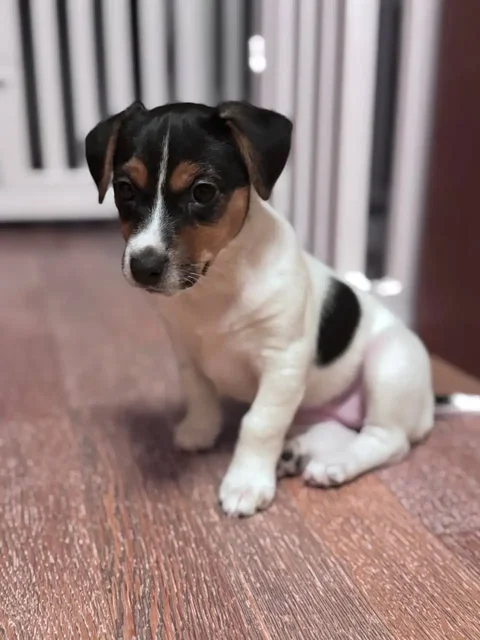 Продажа щенка Джек Рассел терьер - Животные в Уфа