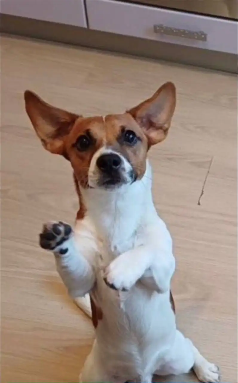 Продажа щенка Джек Рассел терьер - Собаки (Животные) в Уфа