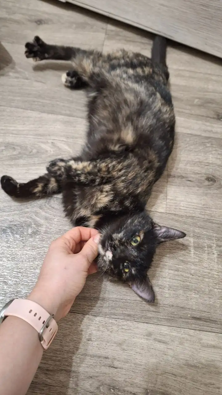 Кошечки в добрые руки - Кошки (Животные) в Уфа