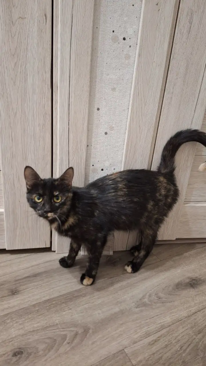 Кошечки в добрые руки - Кошки (Животные) в Уфа