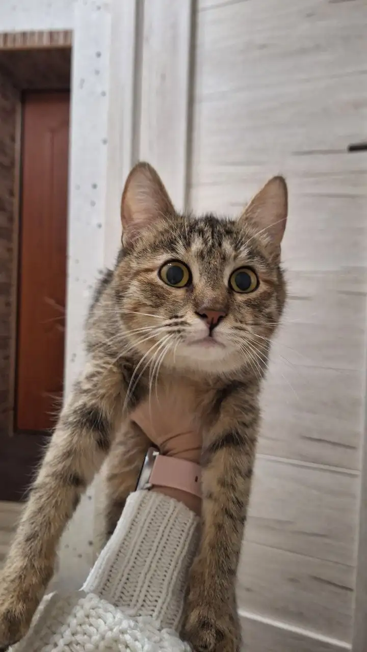 Кошечки в добрые руки - Кошки (Животные) в Уфа