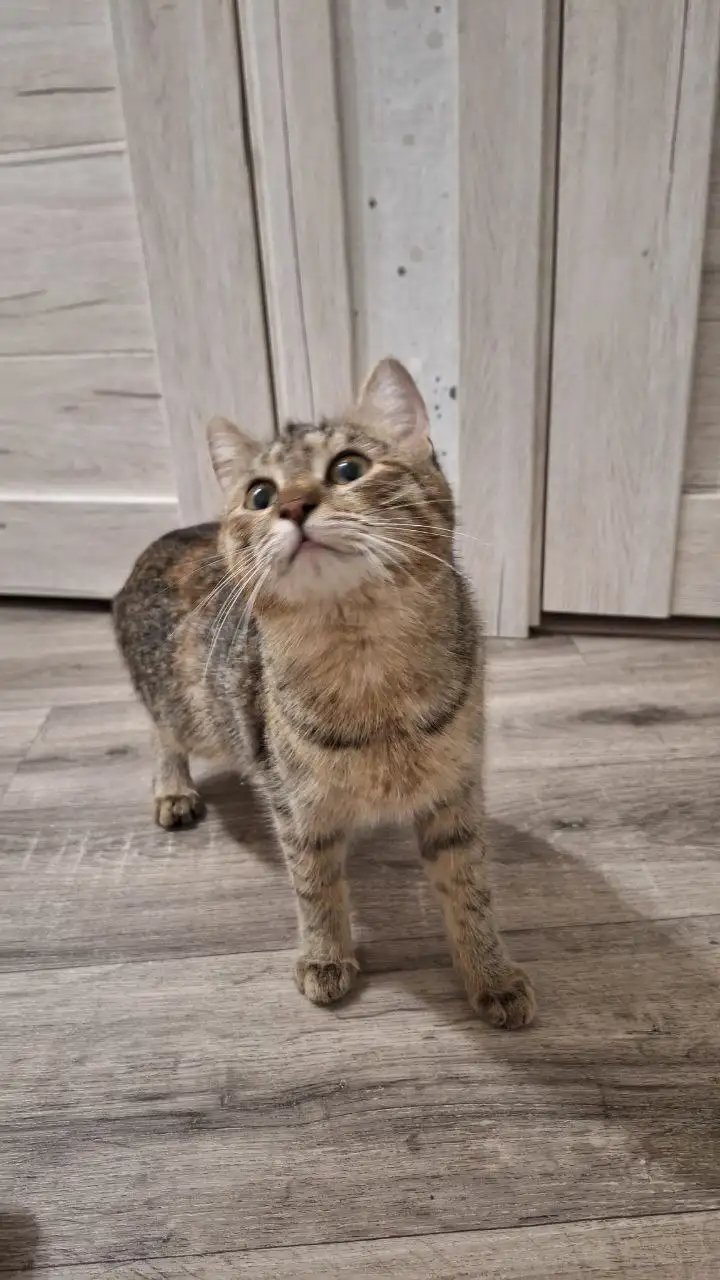 Кошечки в добрые руки - Кошки (Животные) в Уфа