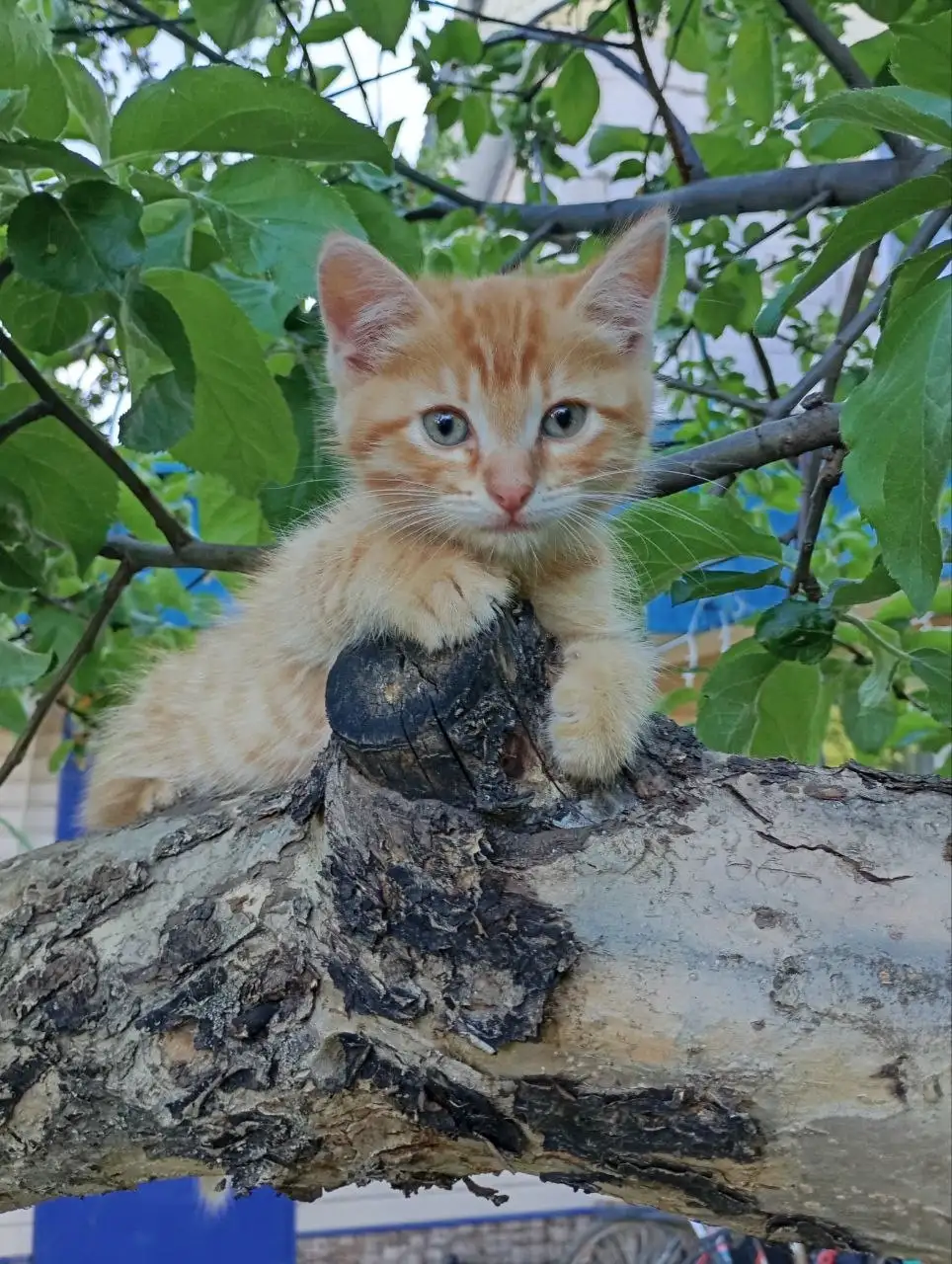 Отдам котят в добрые руки - Кошки (Животные) в Уфа