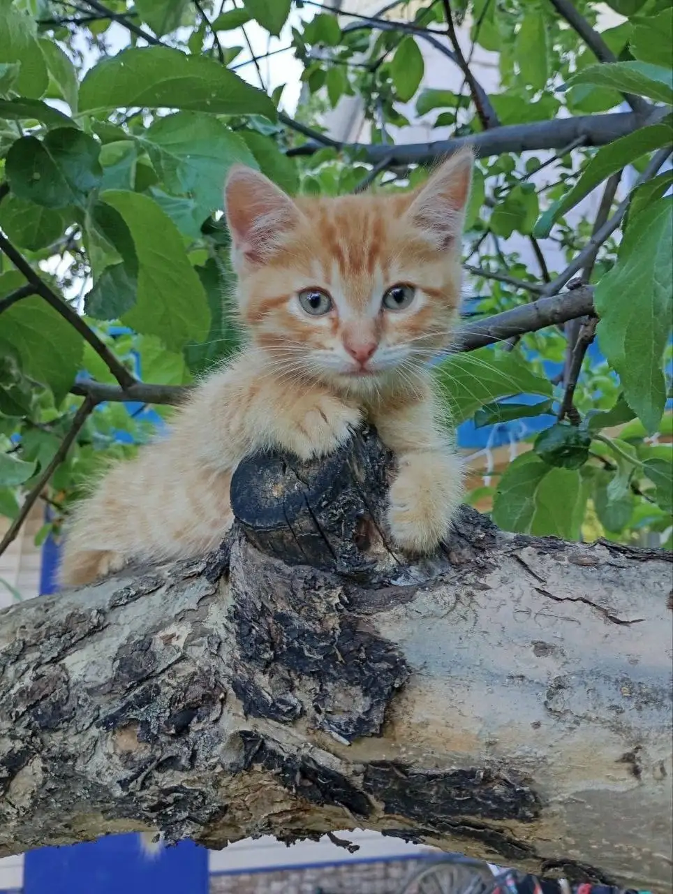 Отдам в добрые руки двух котят - Кошки (Животные) в Уфа