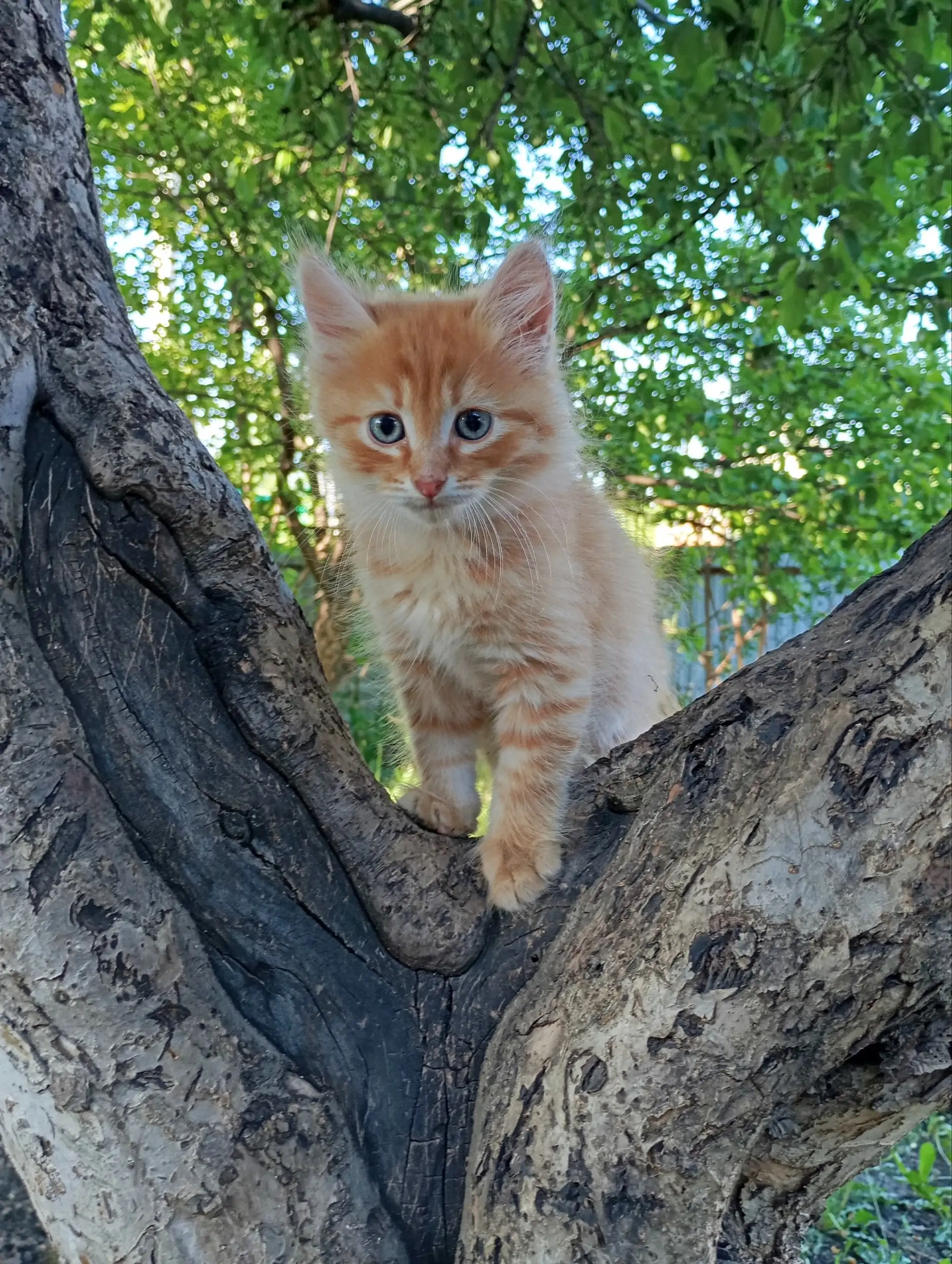Котята в добрые руки - Животные в Уфа