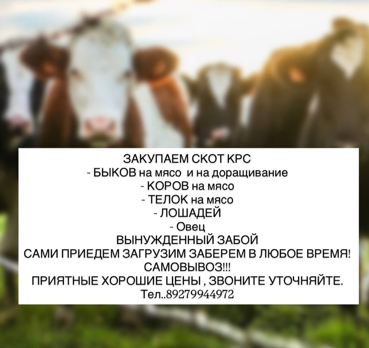 Барахолка Чебоксары - Хобби и отдых в Чебоксары