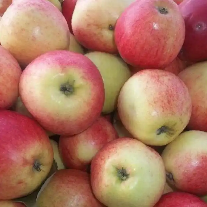 Отборные яблоки сортов Беркутовка и Синап