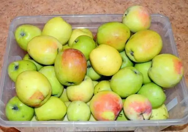 Отборные яблоки сортов Беркутовка и Синап