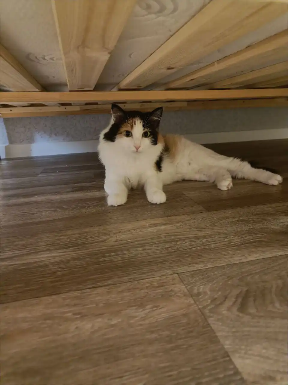 Кошечка в добрые руки