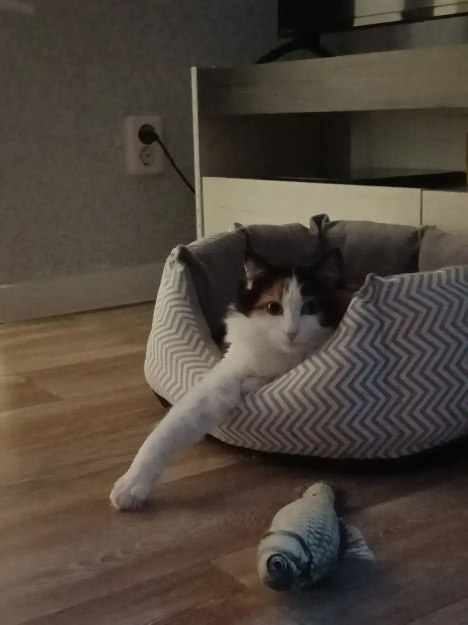 Кошечка в добрые руки