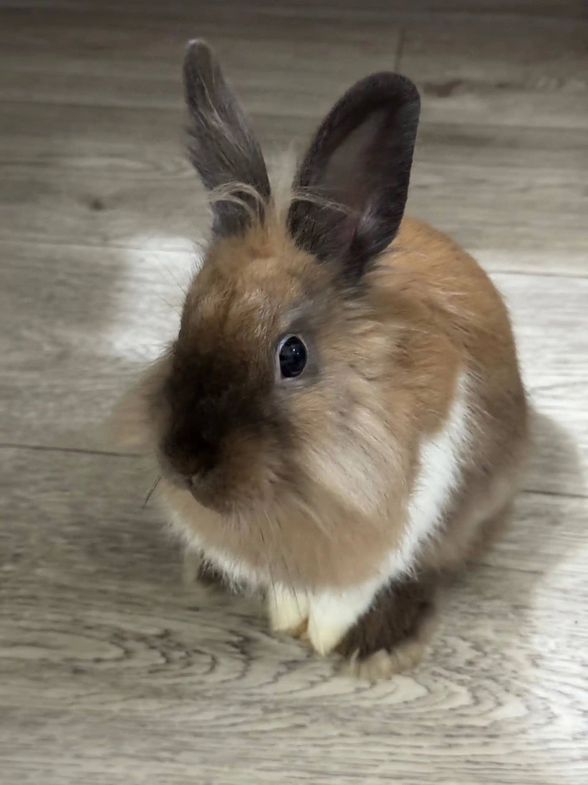 Декоративный кролик