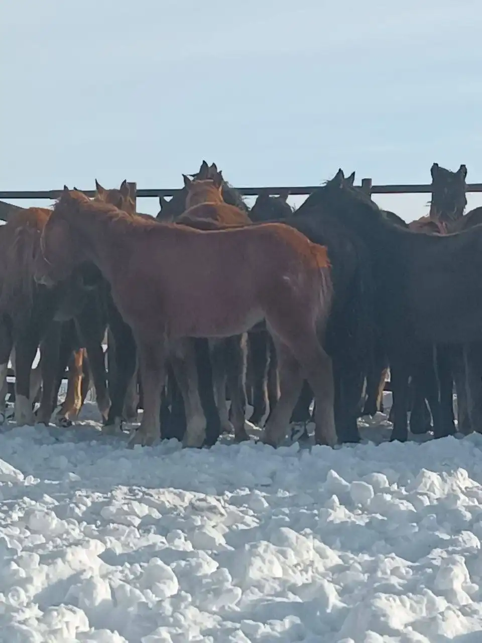 Жеребята тяжеловозов Владимирской советской породы и першерон - Лошади (Животные) в Чебоксары