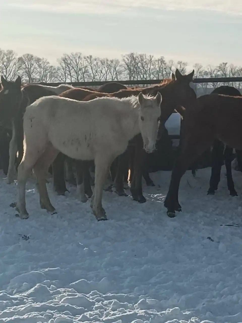 Жеребята тяжеловозов Владимирской советской породы и першерон - Лошади (Животные) в Чебоксары