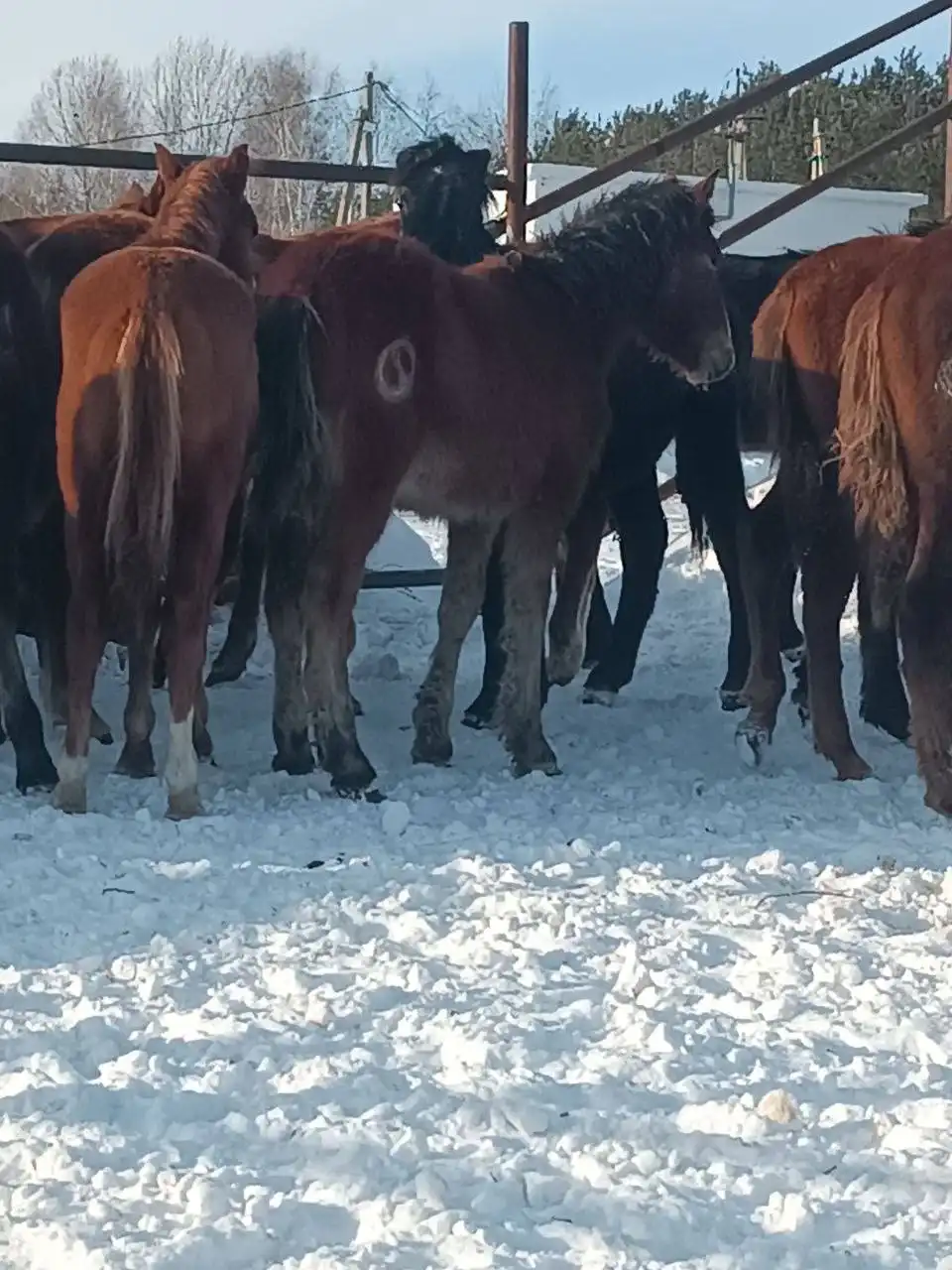 Жеребята тяжеловозов Владимирской советской породы и першерон - Лошади (Животные) в Чебоксары