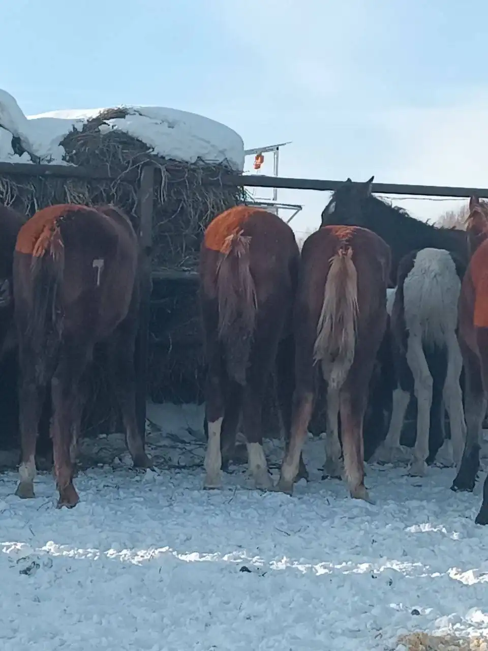 Жеребята тяжеловозов Владимирской советской породы и першерон - Лошади (Животные) в Чебоксары