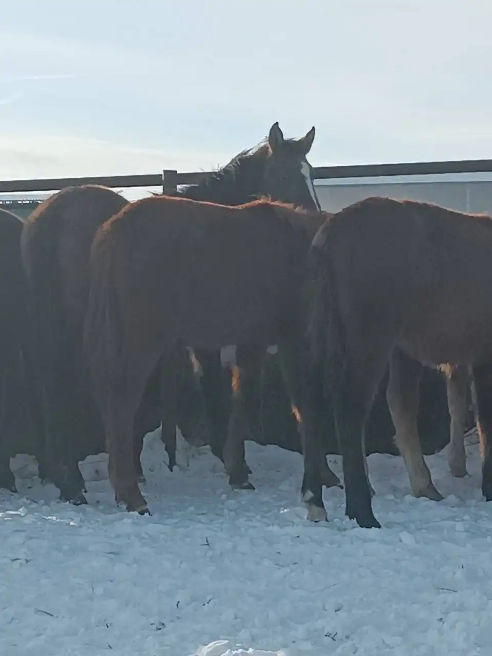 Жеребята тяжеловозов Владимирской советской породы и першерон - Лошади (Животные) в Чебоксары
