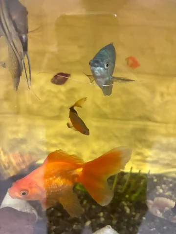 Отдам барбуса в добрые руки - Аквариумные рыбки в Чебоксары