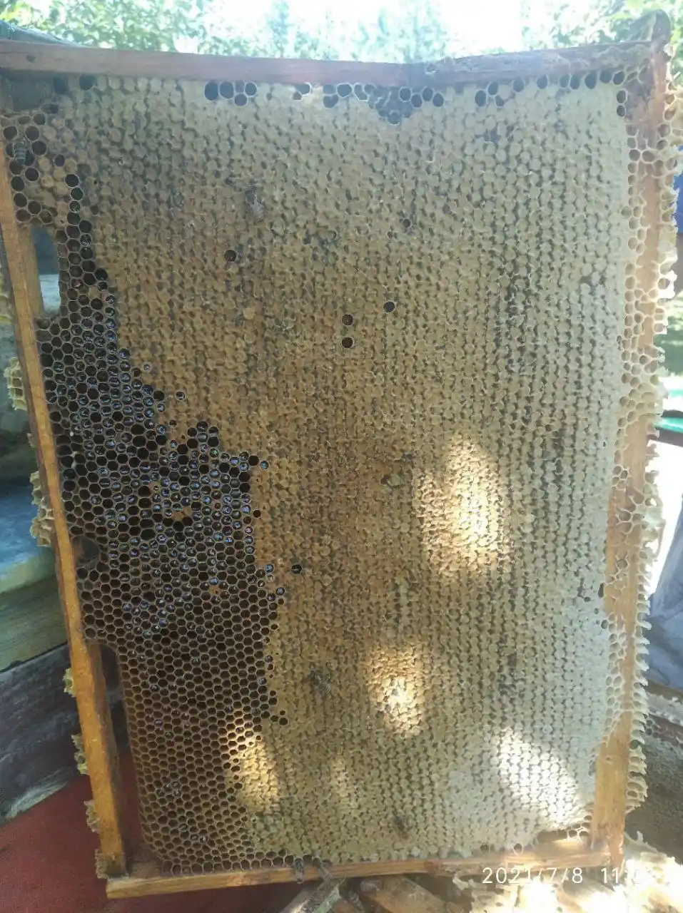 Натуральный мед из Воронежской области