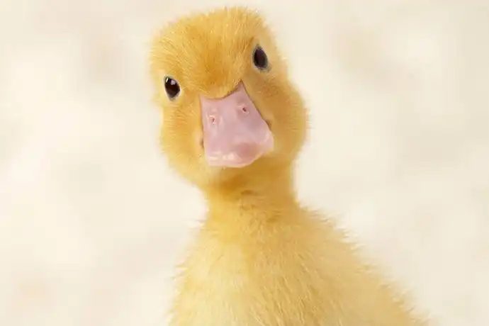 Продажа домашнего утиного мяса