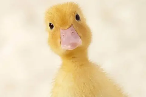 Продажа домашнего утиного мяса - Животные в Балашиха