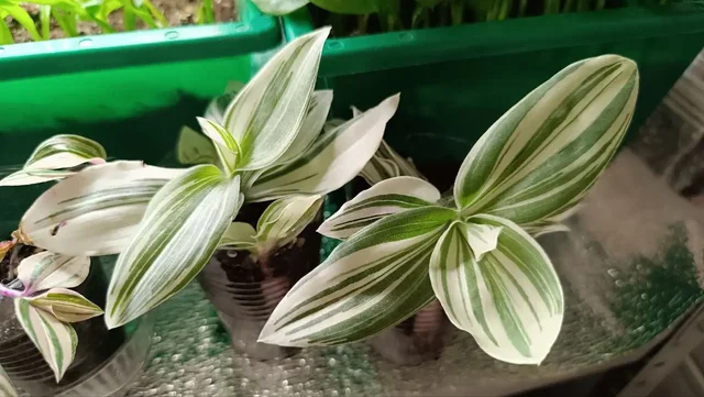 Традисканция - Хобби и отдых в Балашиха