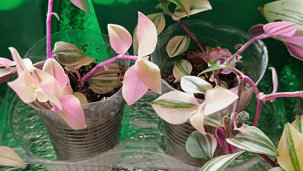 Традисканция - Комнатные растения (Хобби и отдых) в Балашиха