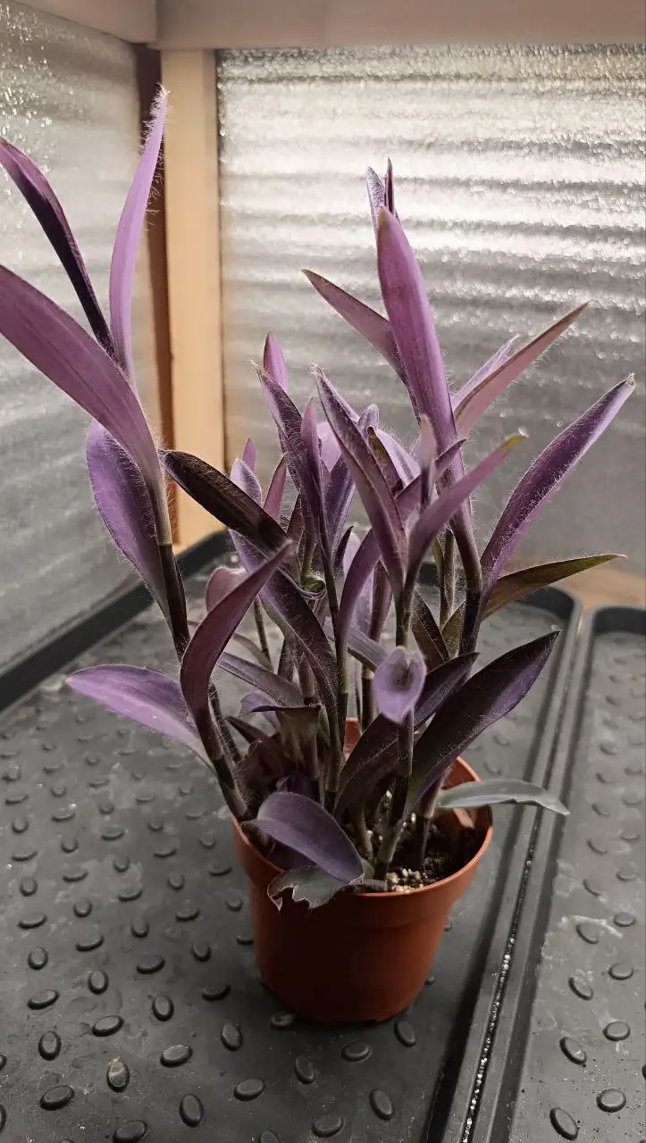 Традисканция - Комнатные растения (Хобби и отдых) в Балашиха