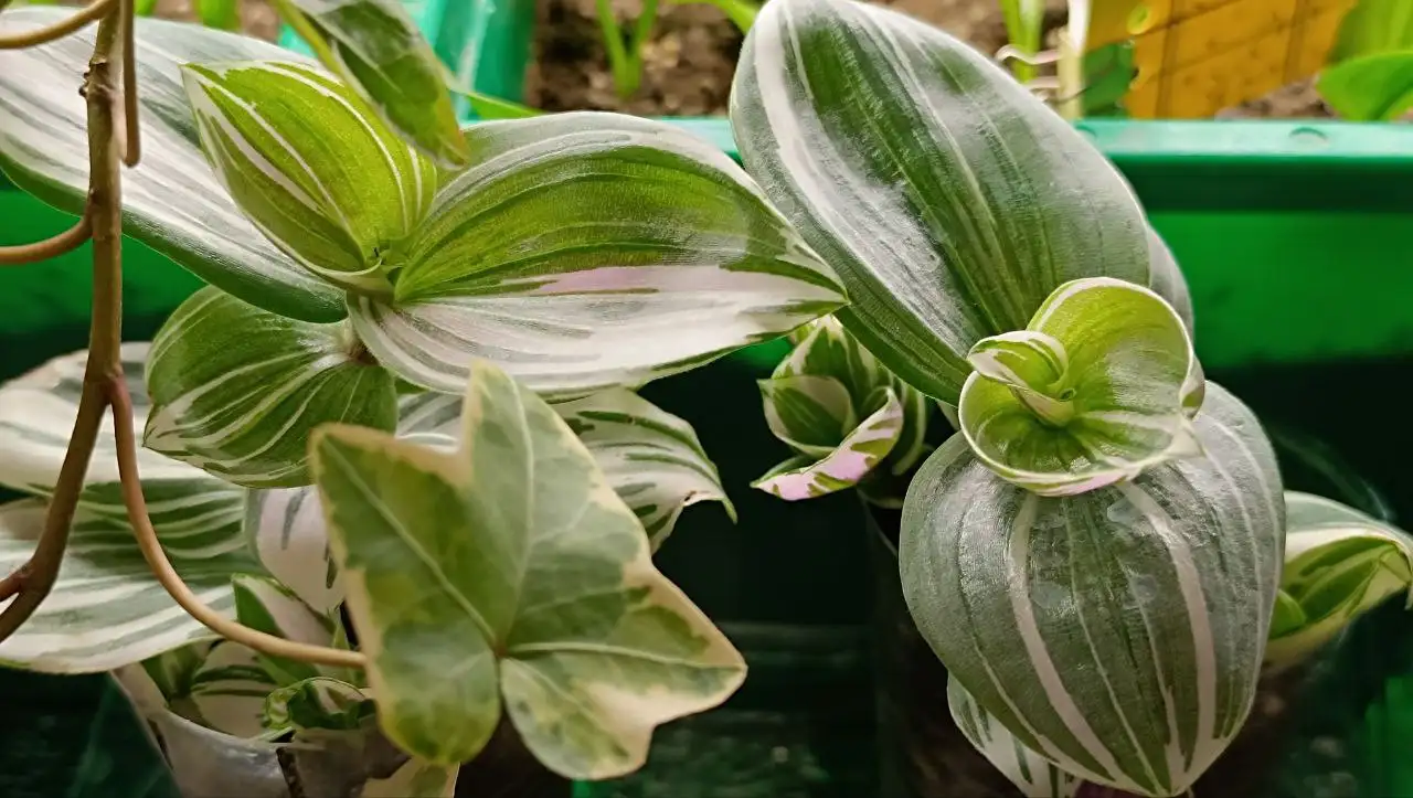 Традисканция - Комнатные растения (Хобби и отдых) в Балашиха