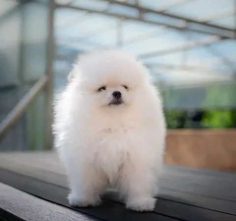 Померанский шпиц, девочка, 6 месяцев - Животные в Балашиха