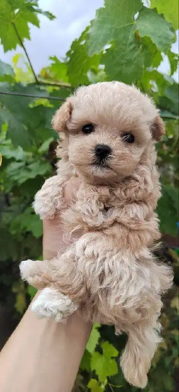 Отдам мальчика мальтипу ф1 мини - Собаки (Животные) в Саратов