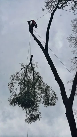 Услуги арбариста и покоса заросших участков в Саратове - Услуги в Саратов