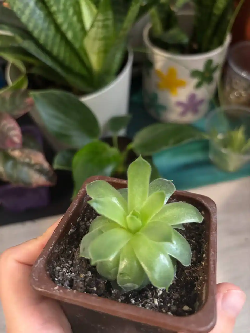 Продажа растений