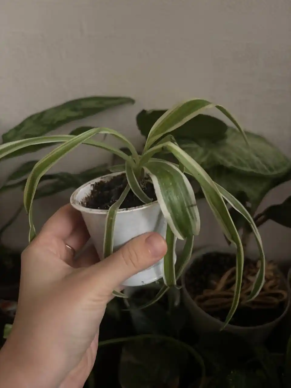 Отдам за шоколадку