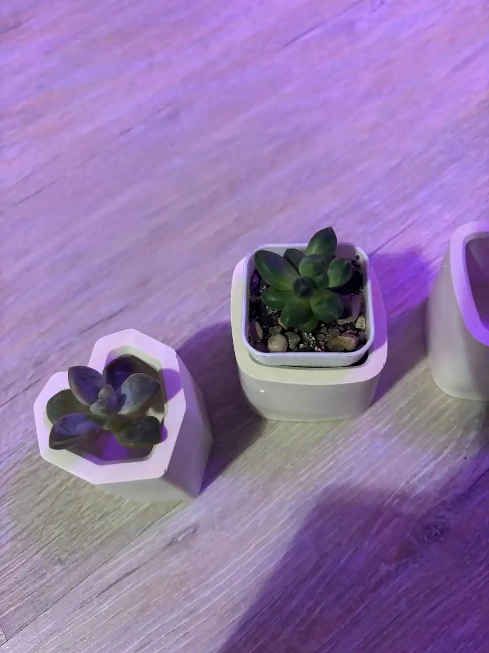 Продажа кашпо для суккулентов из гипса
