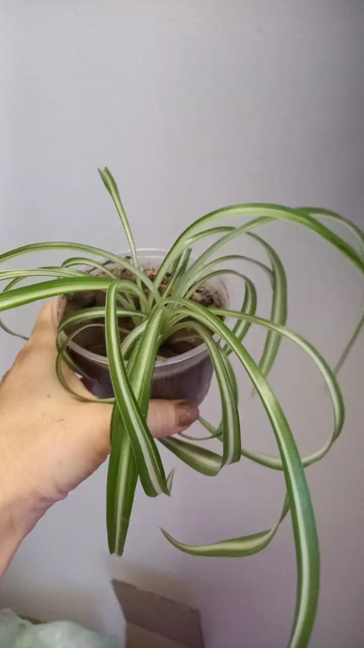 Хлорофилум кудрявый Бонни