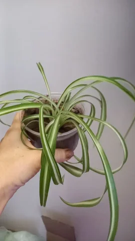 Хлорофилум кудрявый Бонни - Хобби и отдых в Нежинка