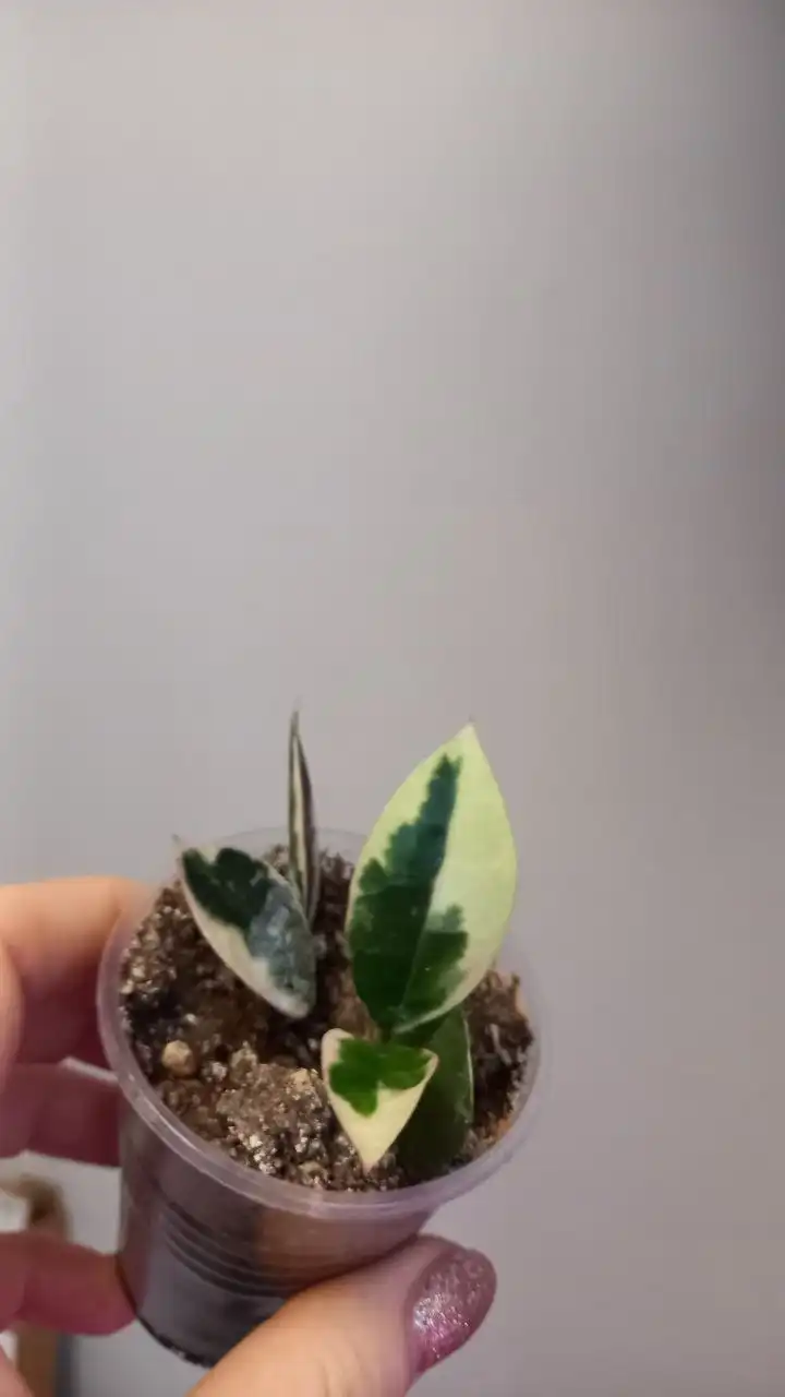 Хойя Кримсон